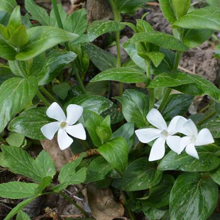 Vinca minor 'Alba' Pot 1,5 liter