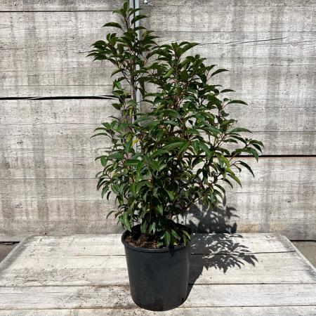 Prunus l. 'Angustifolia' Pot 10 liter 60 - 80 cm