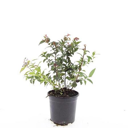 Spiraea jap. 'Froebelii' Pot 1,5 liter