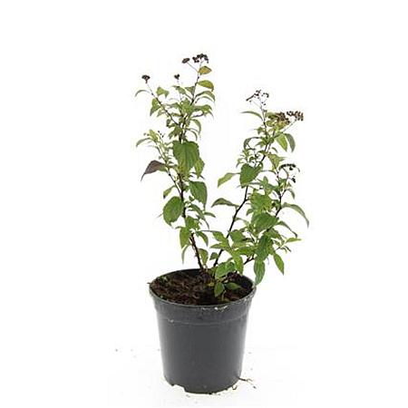 Spiraea jap. 'Froebelii' Pot 1,5 liter