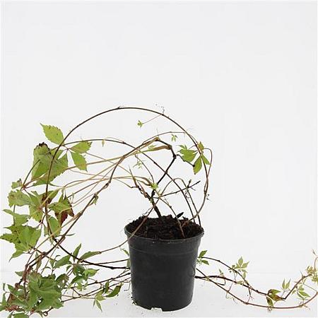 Parthenocissus quinq.engelmannii Pot 1,5 liter