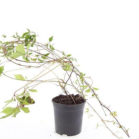 Parthenocissus quinq.engelmannii Pot 1,5 liter