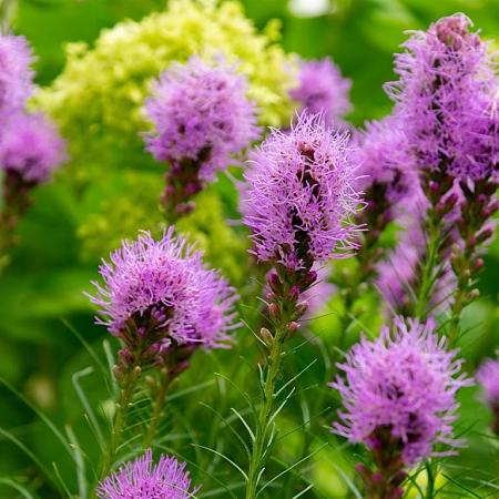 Liatris spicata Pot 9 cm