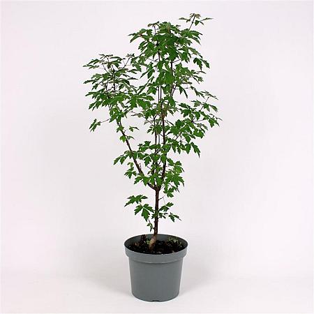 Acer griseum Pot 7,5 Liter 80 - 100 cm