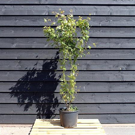 Acer palmatum Pot 12 liter 125 - 150 cm