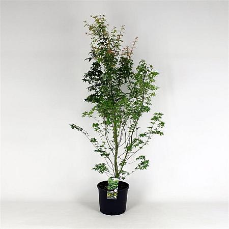 Acer palmatum Pot 12 liter 100 - 125 cm