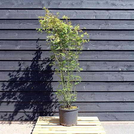 Acer palmatum Pot 15 liter 150 - 175 cm