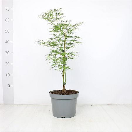 Acer pal. 'Dissectum' Pot 5 Liter 40 - 50 cm