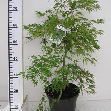 Acer pal. 'Dissectum' Pot 7,5 Liter 60 - 80 cm