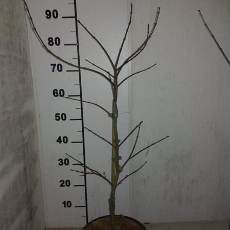 Acer pal. 'Garnet' Pot 7,5 Liter 60 - 80 cm