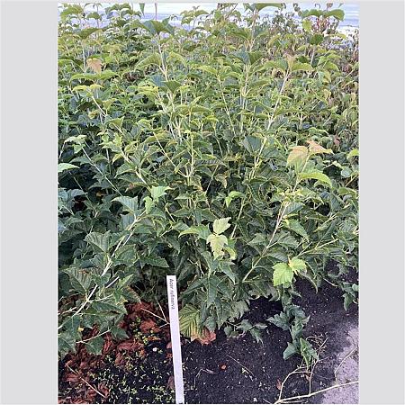 Acer rufinerve Pot 12 liter 100 - 125 cm