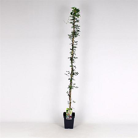 Akebia quinata Pot 5 Liter 150 - 175 cm