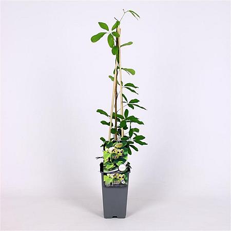Akebia quinata 'Cream Form' Pot 2 Liter