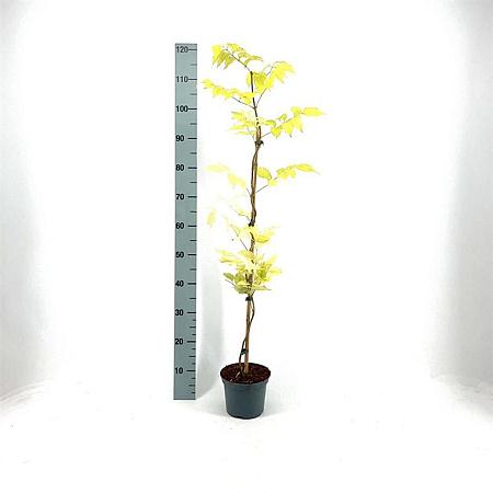 Campsis rad. 'Flamenco' Pot 2 Liter60 - 80 cm