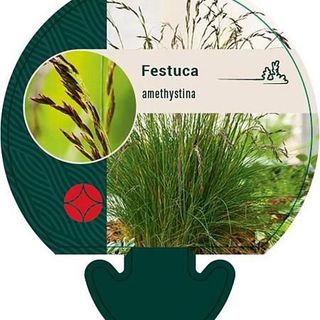Festuca amethystina Pot 9 cm