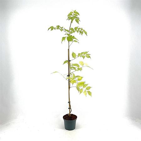 Campsis rad. 'Flava' Pot 2 Liter60 - 80 cm