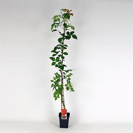 Campsis t. 'Mme Galen' Pot 5 Liter 150 - 175 cm