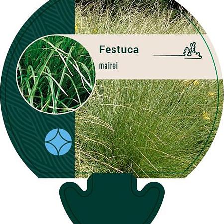 Festuca mairei Pot 9 cm
