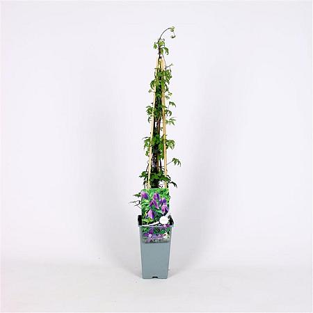 Clematis alpina Pot 5 Liter 150 - 175 cm