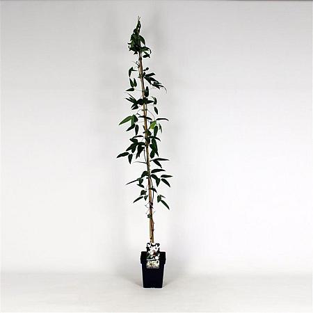 Clematis armandii Pot 5 Liter 150 - 175 cm