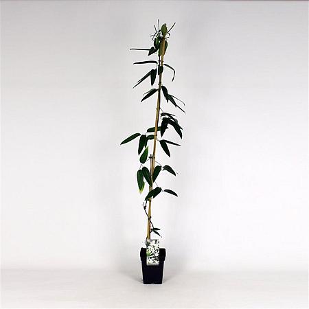 Clematis arm. 'Snowdrift' Pot 5 Liter 150 - 175 cm