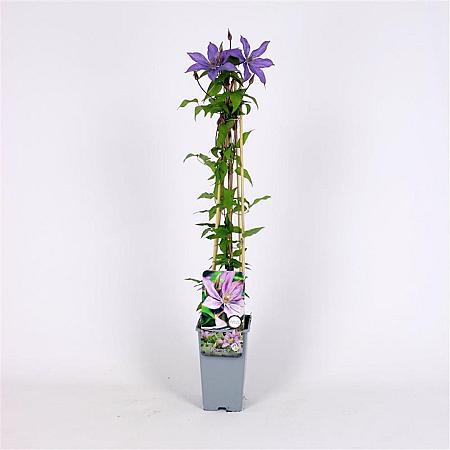 Clematis 'Bagatelle' Pot 2 Liter