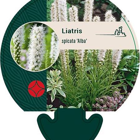 Liatris spicata 'Alba' Pot 9 cm