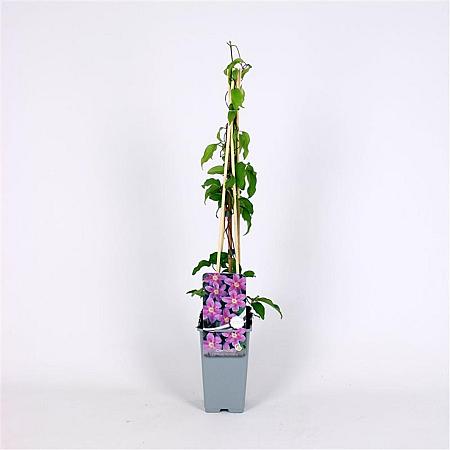 Clematis 'Etoile de Malicorne' Pot 2 Liter