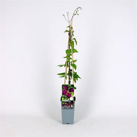 Clematis 'Gipsy Queen' Pot 2 Liter