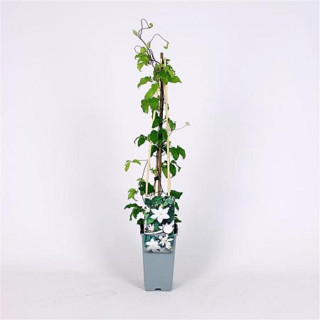 Clematis 'Gladys Picard' Pot 2 Liter