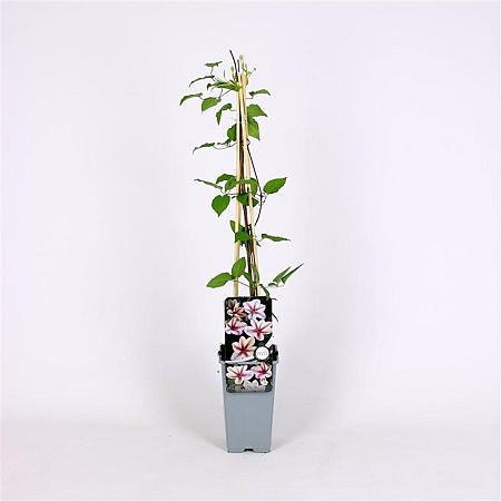Clematis 'Jan Pawel II' Pot 2 Liter
