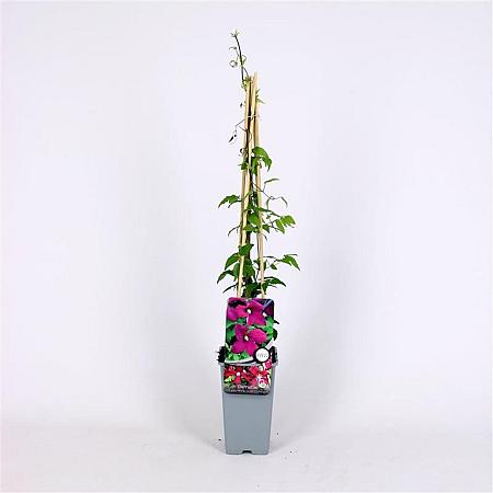 Clematis 'Madame Julia Correvon' Pot 2 Liter