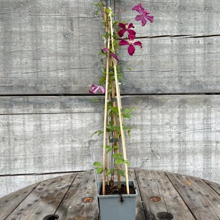 Clematis 'Madame Julia Correvon' Pot 2 Liter