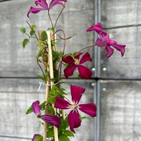 Clematis 'Madame Julia Correvon' Pot 2 Liter