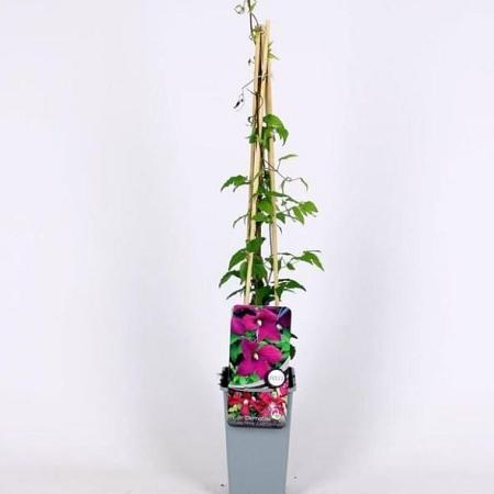 Clematis 'Madame Julia Correvon' Pot 2 Liter