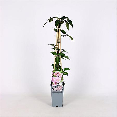 Clematis 'Mayleen' Pot 2 Liter
