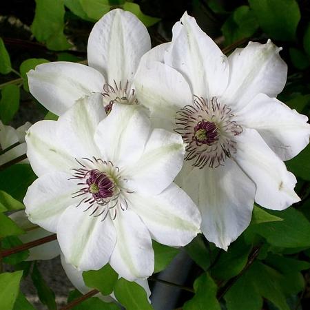 Clematis 'Miss Bateman' Pot 2 Liter80 - 100 cm