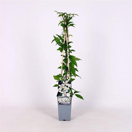 Clematis montana grandiflora Pot 2 Liter