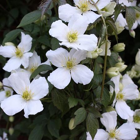 Clematis montana grandiflora Pot 2 Liter