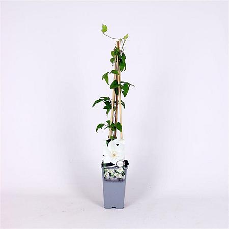 Clematis 'Mrs George Jackman' Pot 2 Liter