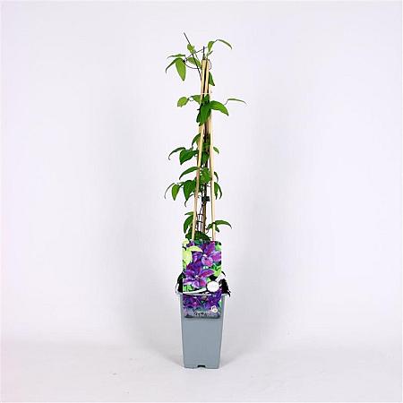 Clematis 'Mrs N. Thompson' Pot 2 Liter