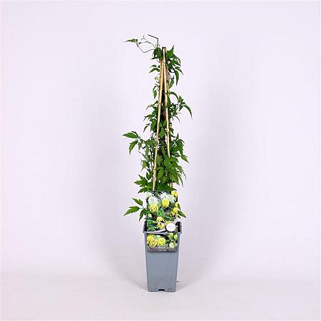Clematis orientalis Pot 2 Liter