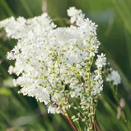 Filipendula vulgaris Pot 9 cm