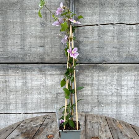 Clematis 'Piilu' Pot 2 Liter