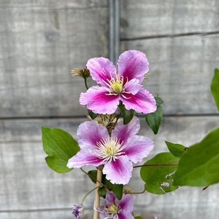 Clematis 'Piilu' Pot 2 Liter