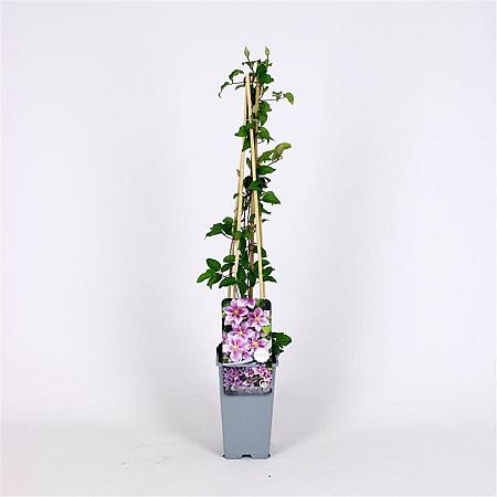 Clematis 'Piilu' Pot 2 Liter