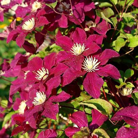 Clematis 'Rouge Cardinal' Pot 2 Liter80 - 100 cm