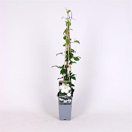 Clematis 'Shirayukihime' Pot 2 Liter