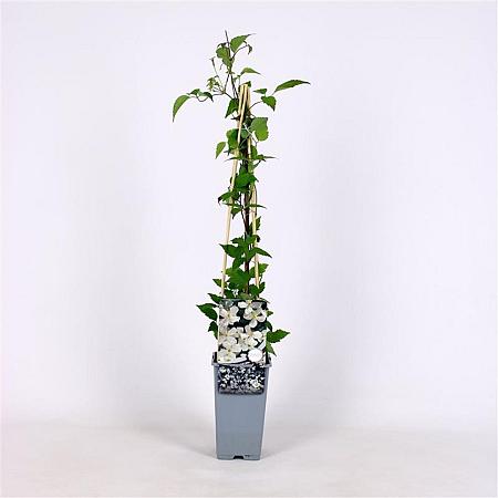 Clematis spooneri Pot 2 Liter