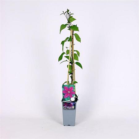 Clematis 'Star of India' Pot 2 Liter